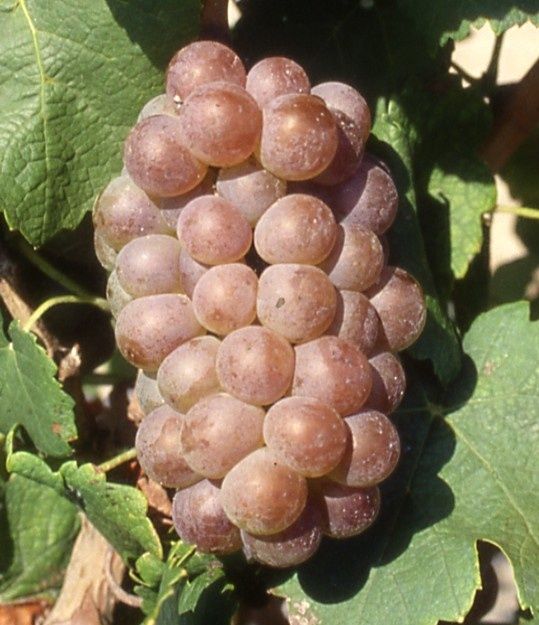Grappe de raisins rosés mûrissant sur une vigne, entourée de feuilles