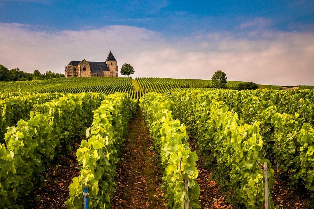 Vignoble aux rangs de vignes devant une église en pierre