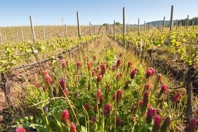 Vignes en rangs avec un couvert végétal fleuri entre les ceps