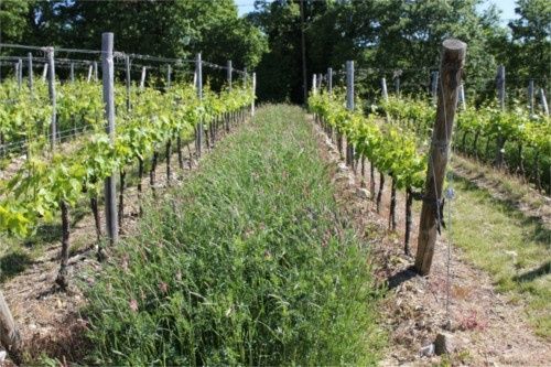Rangées de vignes avec un couvert végétal dense entre les ceps